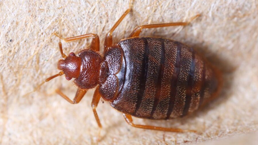 Hoe voorkom je beestjes in bed?