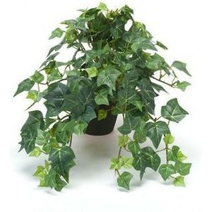 Engelse klimop plant slaapkamer