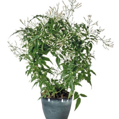 Jasmijn plant slaapkamer