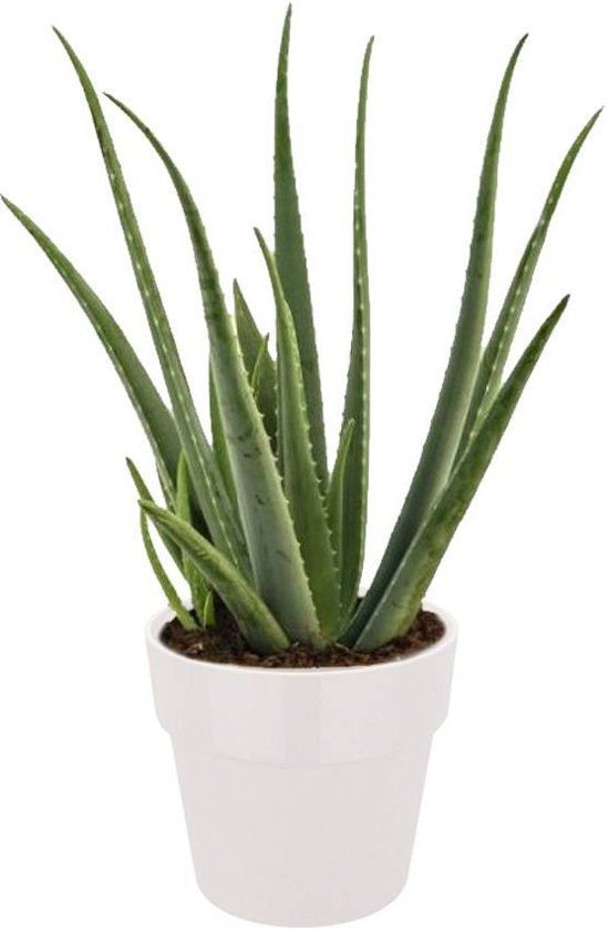 Aloë Vera plant slaapkamer