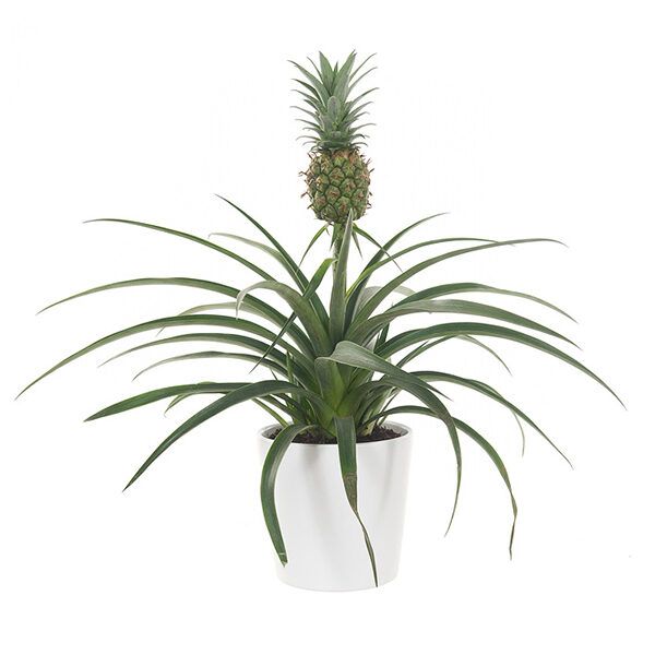 Ananasplant plant slaapkamer