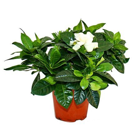Gardenia plant slaapkamer