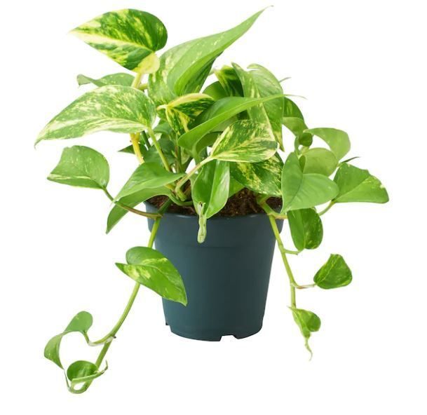 Gouden Pothos plant slaapkamer