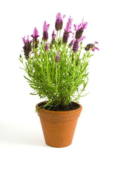 Lavendel plant slaapkamer