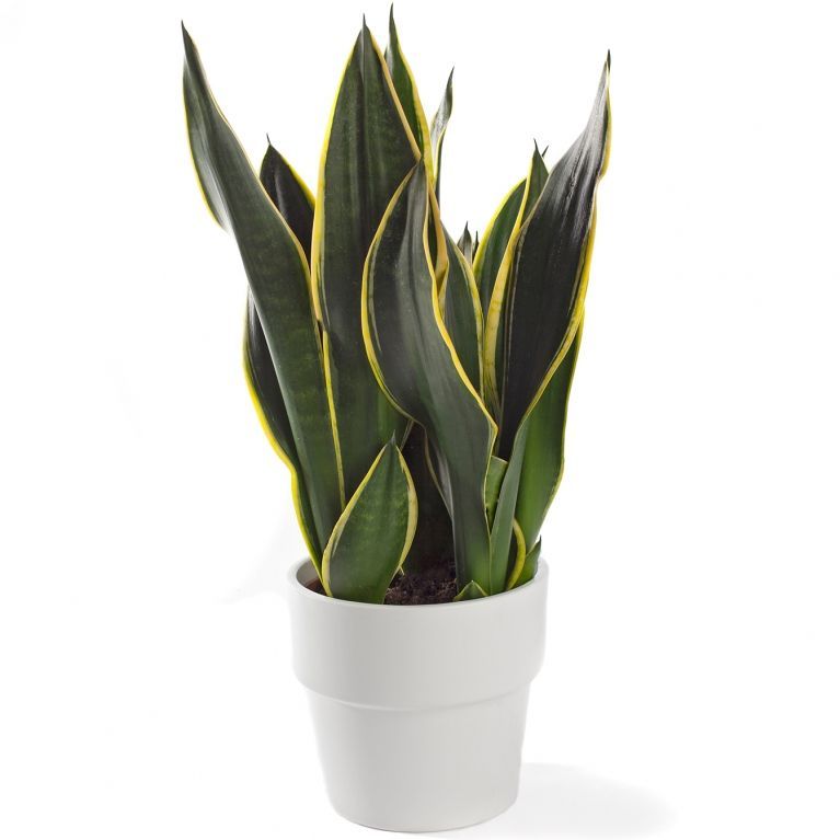 Sanseveria plant slaapkamer