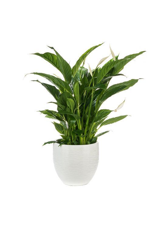 Lepelplant plant slaapkamer