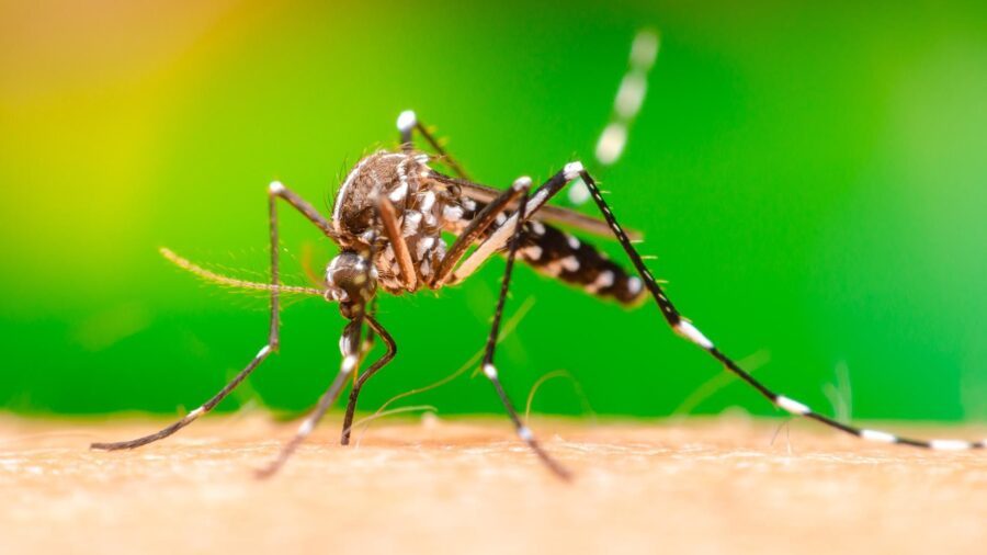 Waarom word jij ’s nachts gestoken door muggen en je partner niet?