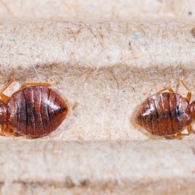 8 smerige feiten over je slaapkamer waar je liever niet aan denkt