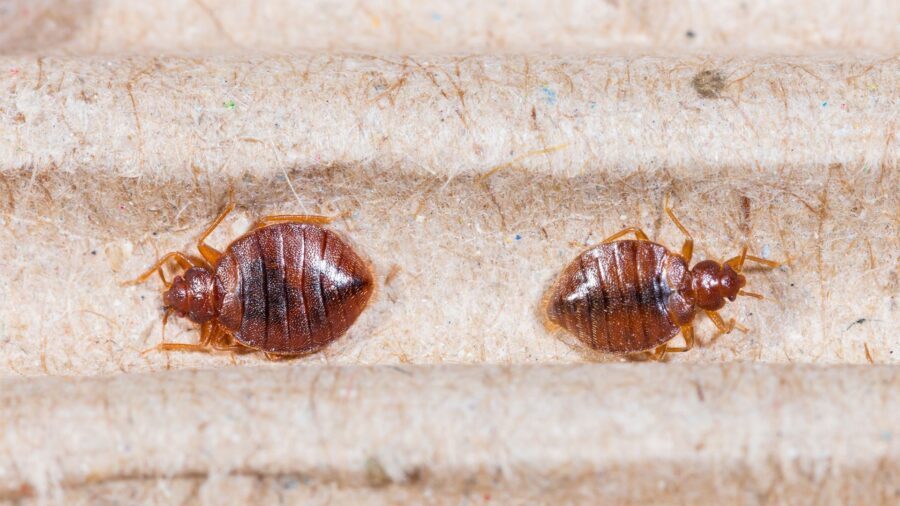8 smerige feiten over je slaapkamer waar je liever niet aan denkt