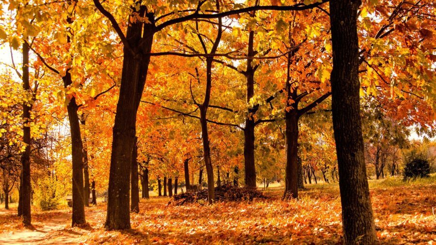 10 redenen waarom de herfst zo goed voor je is