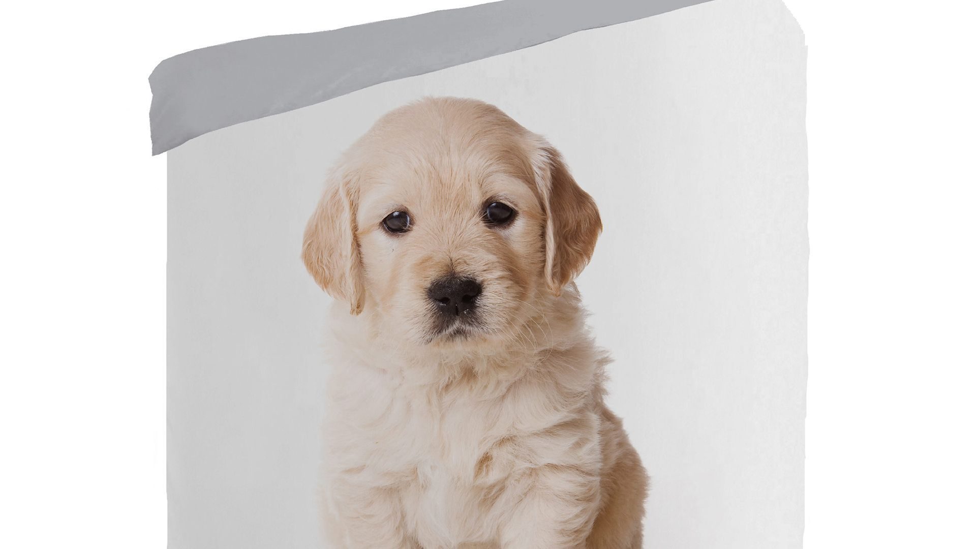 Puppy kinderdekbedovertrek