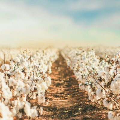 Biologische katoen: wat zijn de voordelen?