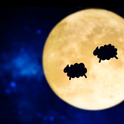 Nooit meer schaapjes tellen met het wollen beddengoed van Tesselaer