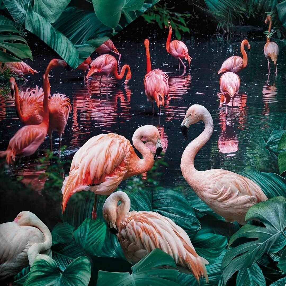 Goran dekbedovertrek