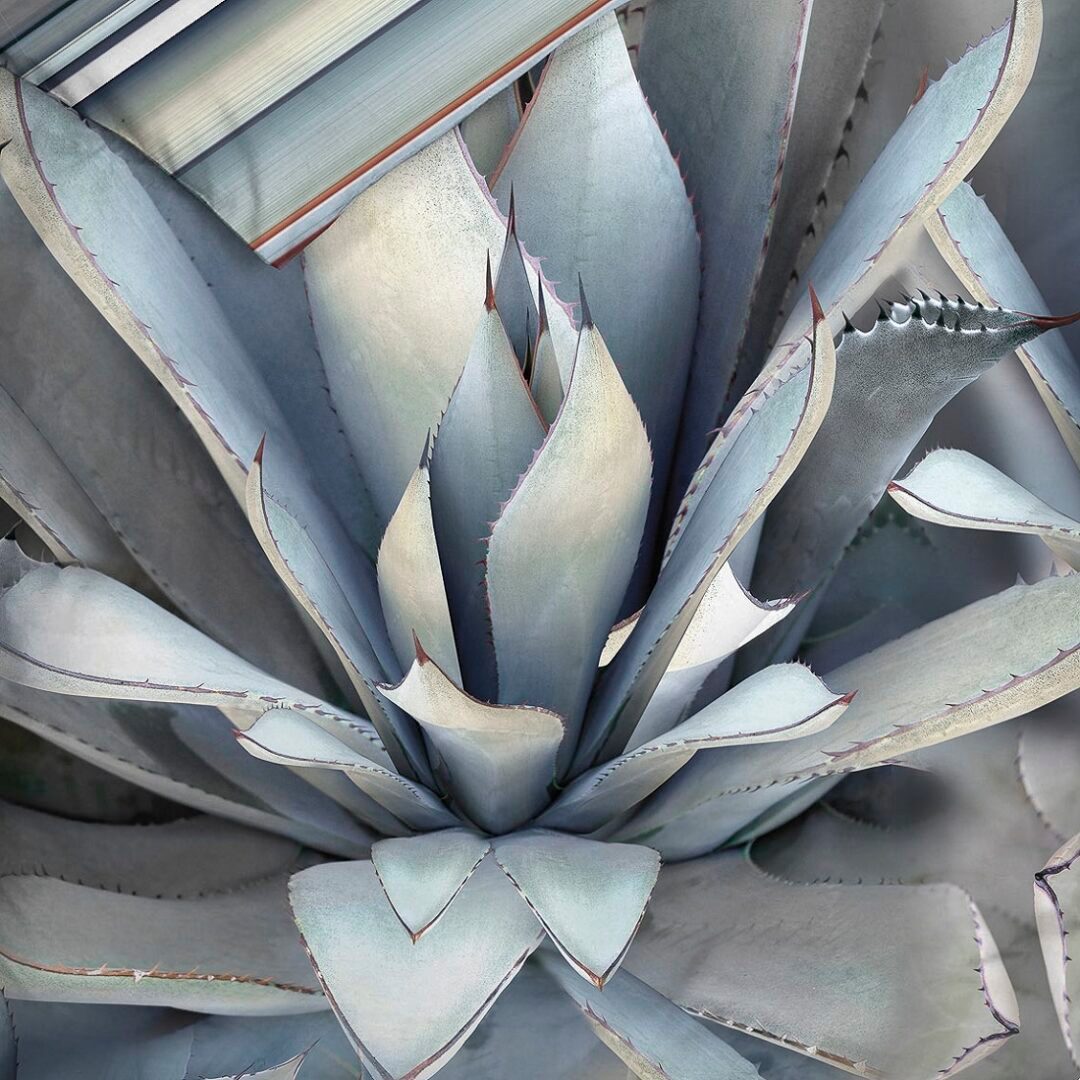 Gustavo dekbedovertrek