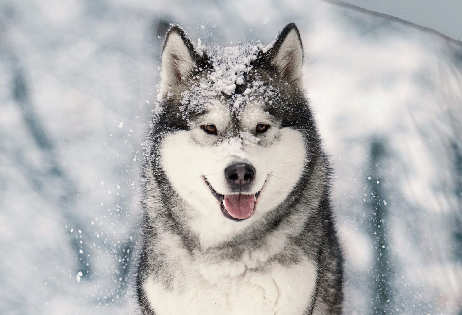 Good Morning Husky dekbedovertrek