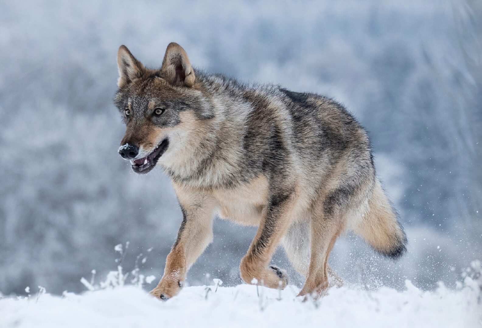 Good Morning Snow Wolf dekbedovertrek