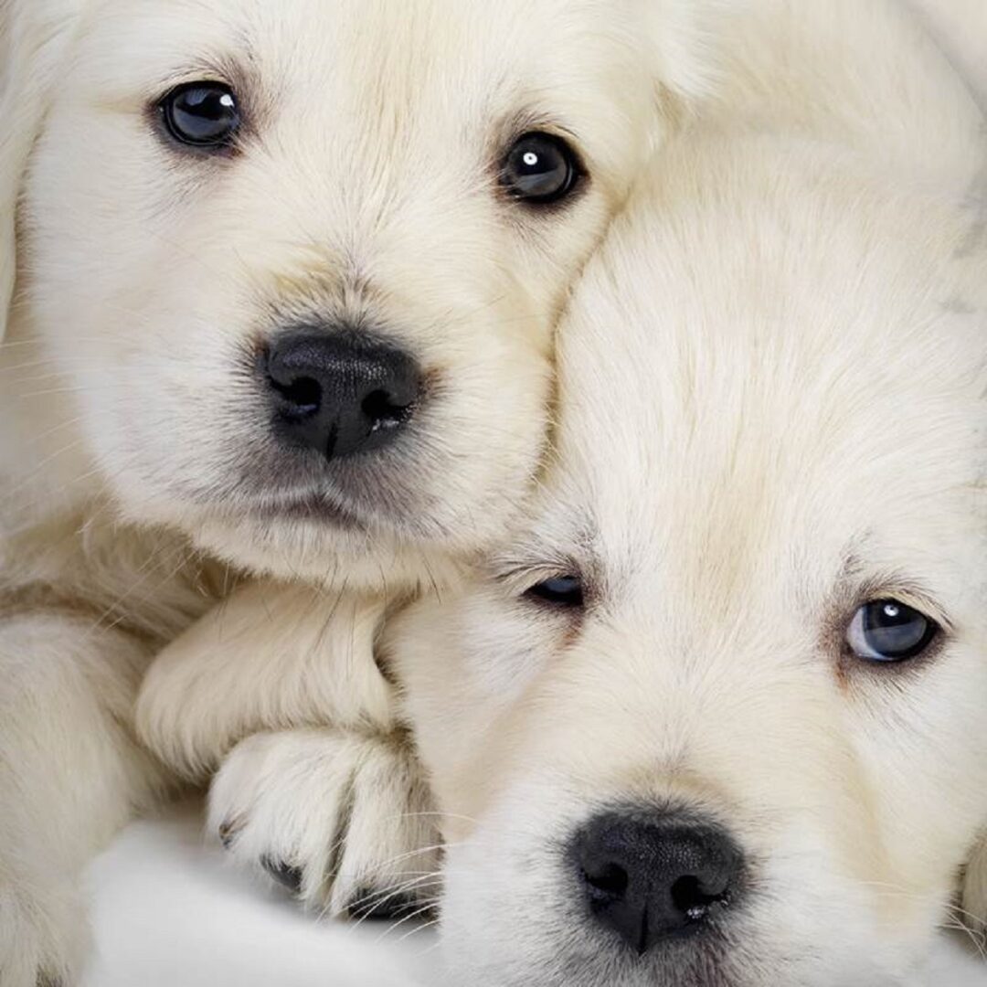 Puppy Love dekbedovertrek Snoozing