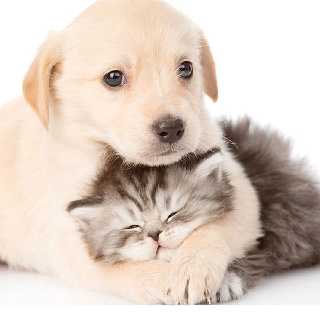 Snoozing Baloe dekbedovertrek