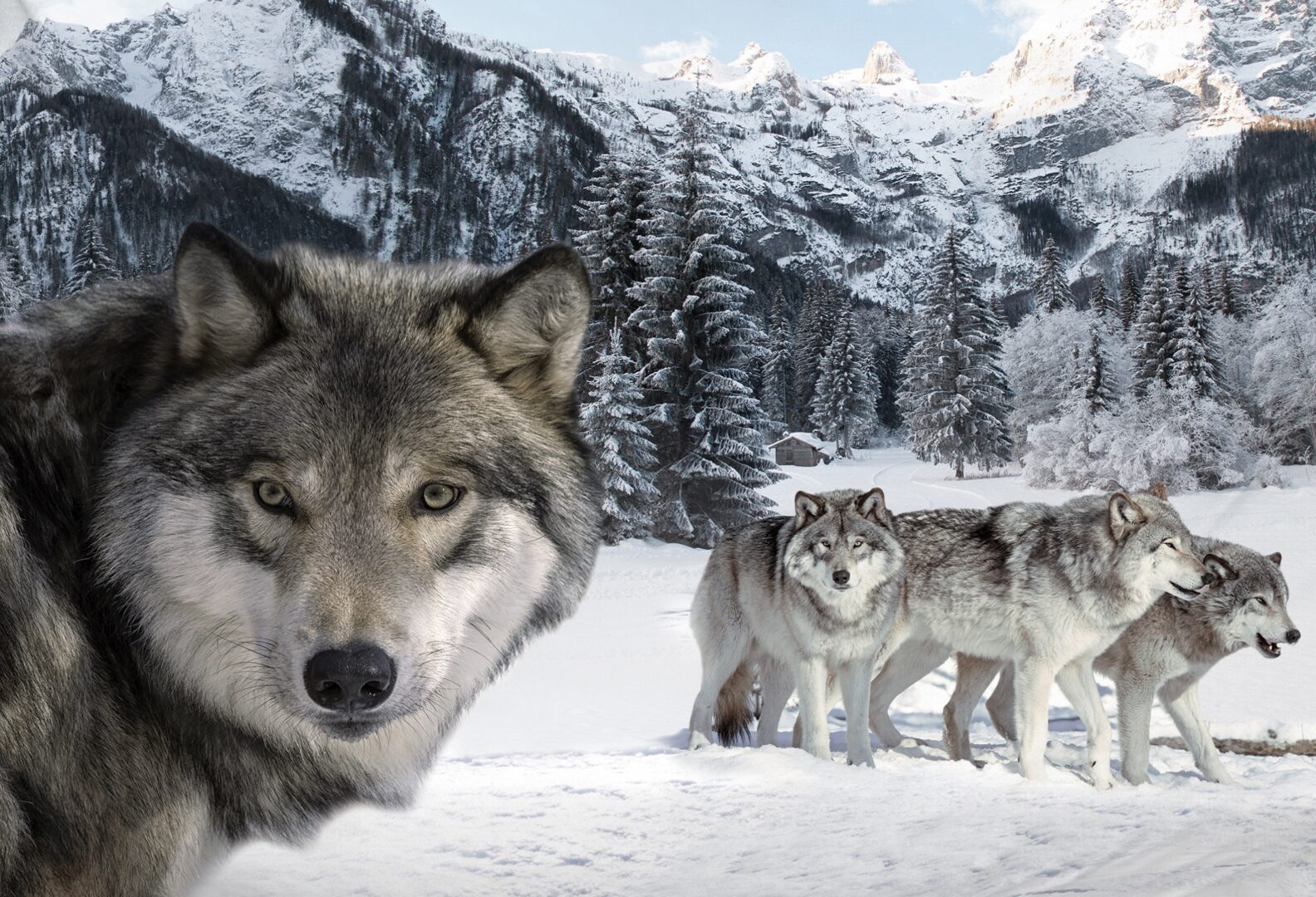 Snoozing Wolf dekbedovertrek