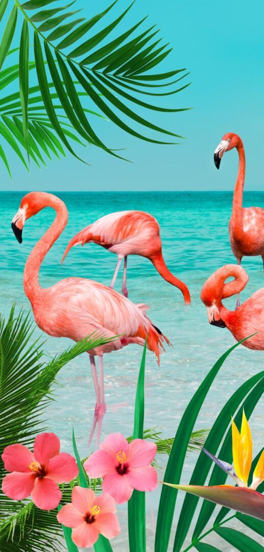 Flamingo Beach