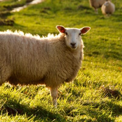 Slapen onder zuiver scheerwol van Tesselaer