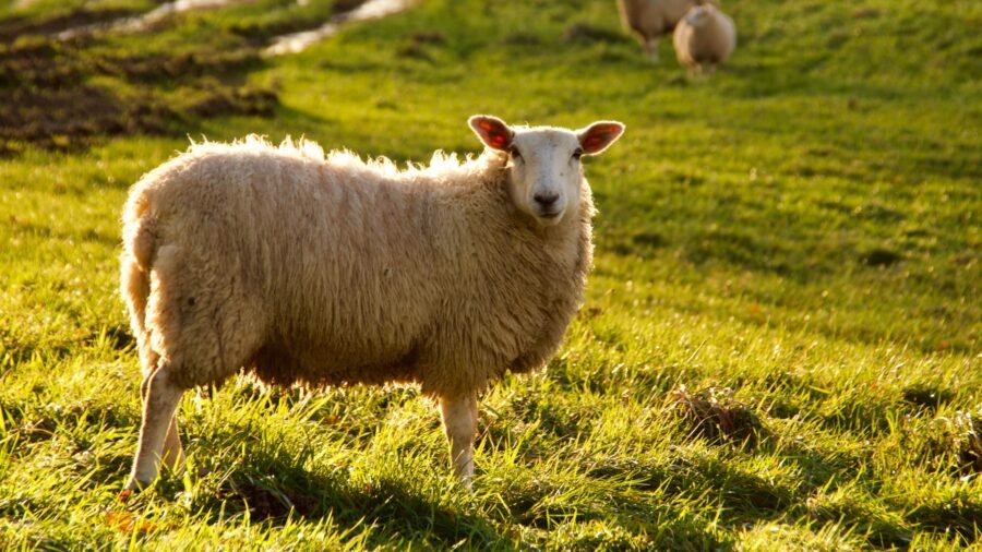 Slapen onder zuiver scheerwol van Tesselaer