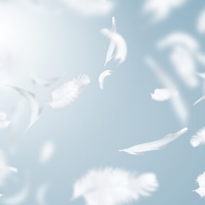 Ganzen- en eendendons: wat is het verschil?