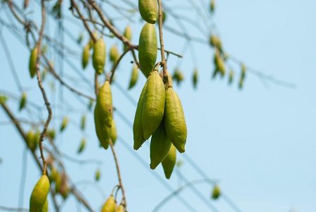 kapokboom kapokvezels