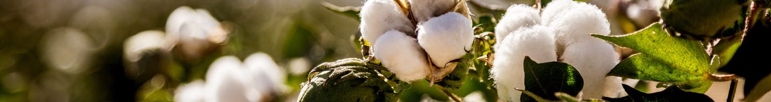 GOTS: biologisch katoen