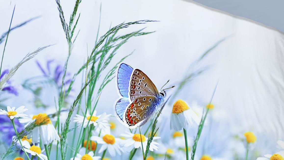 Good Morning Butterfly dekbedovertrek
