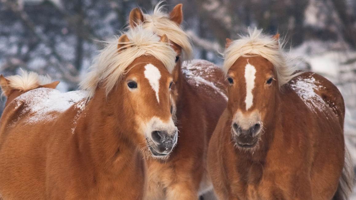 Good Morning Happy Horses flanel dekbedovertrek