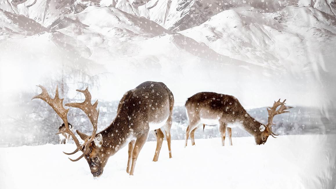 Good Morning Winter flanel dekbedovertrek