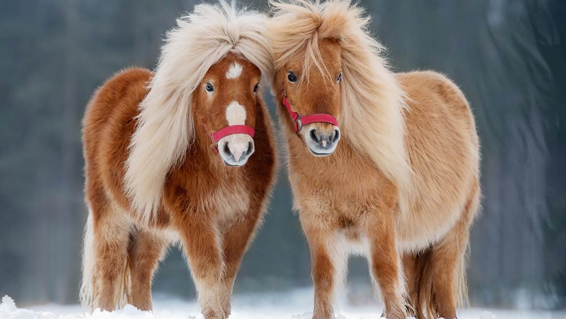 Good Morning Noa dekbedovertrek