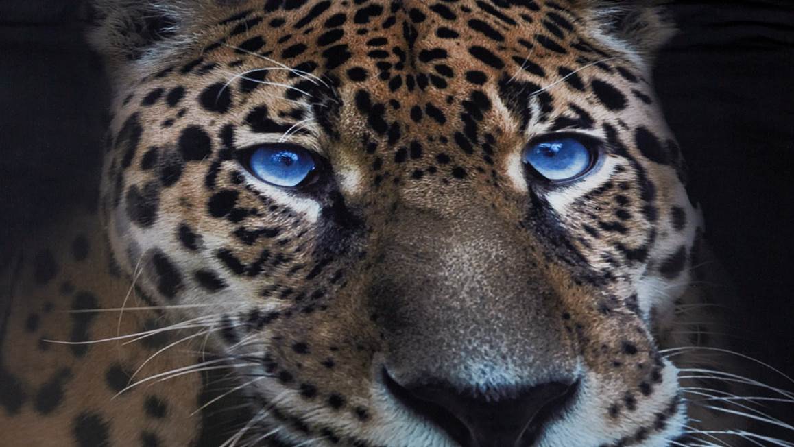 Senzai Wild Leopard dekbedovertrek