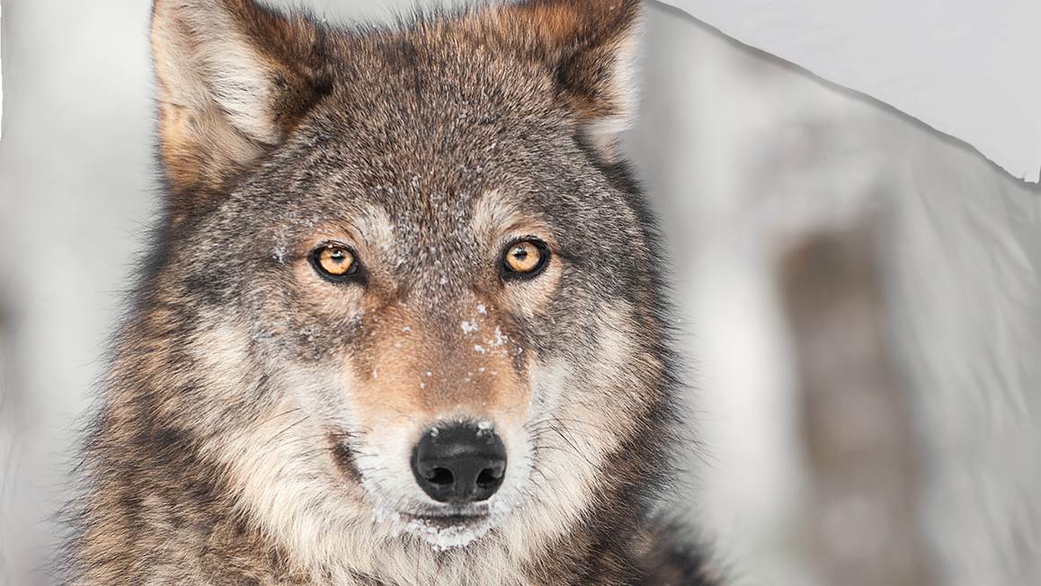 Good Morning Wolf flanel dekbedovertrek