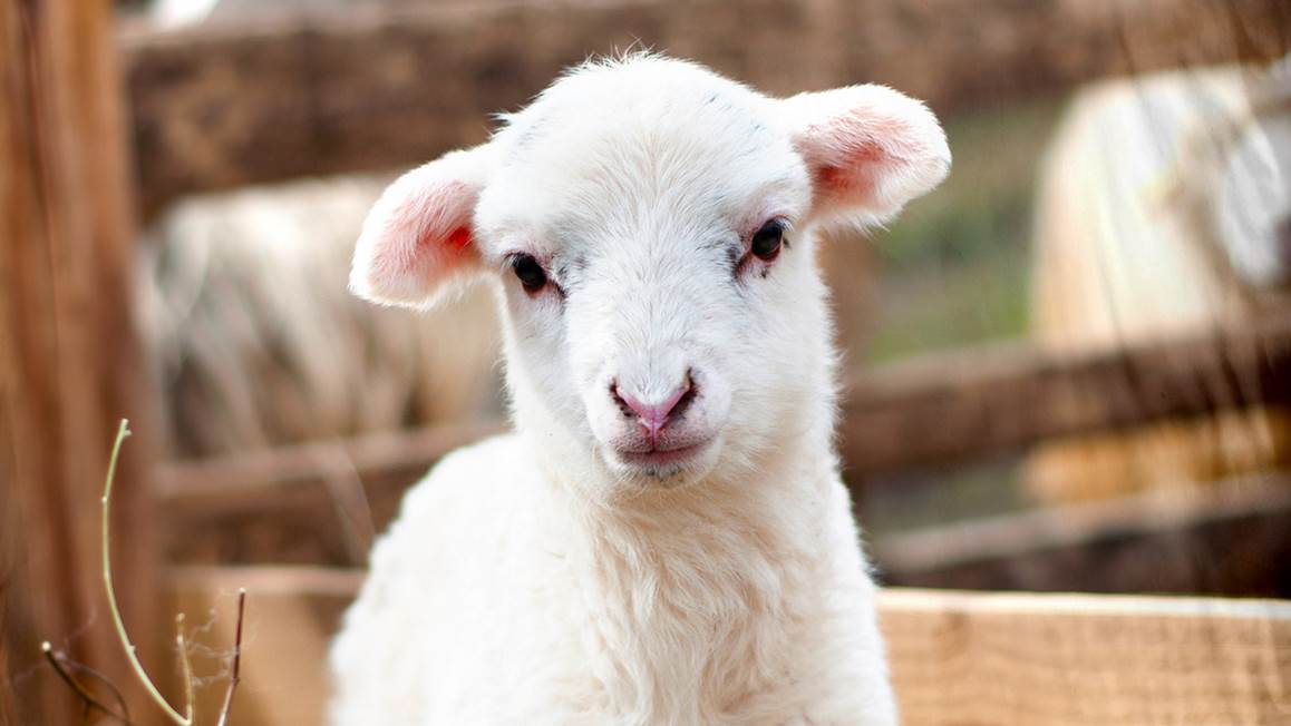 Good Morning Lamb dekbedovertrek