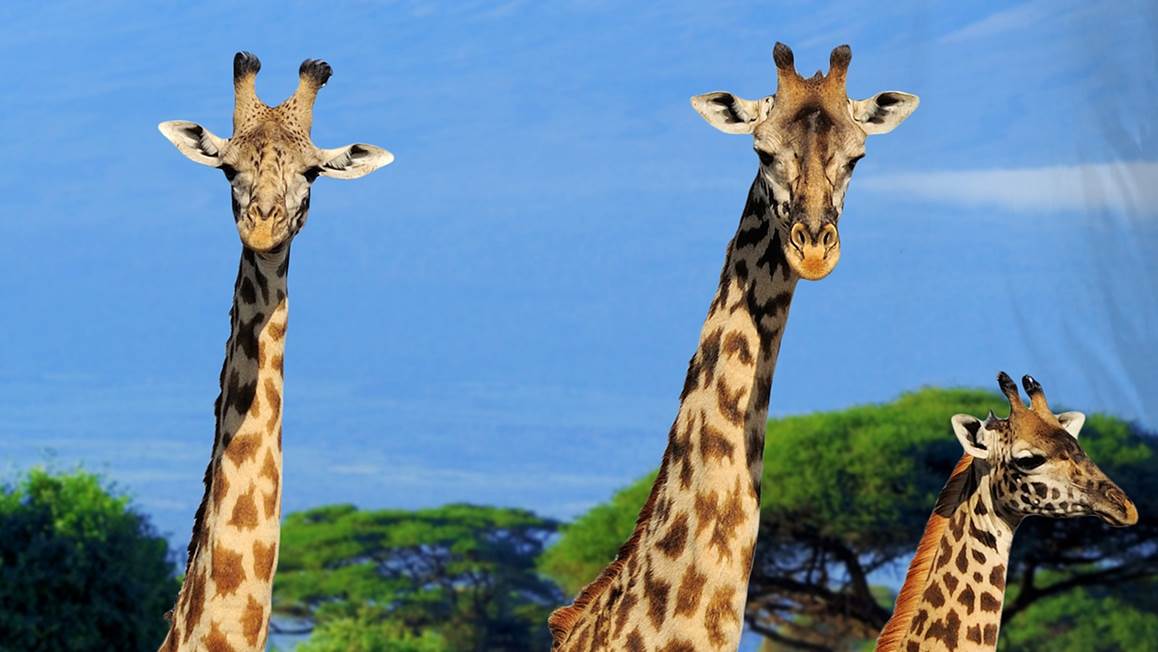 Good Morning Spot dekbedovertrek