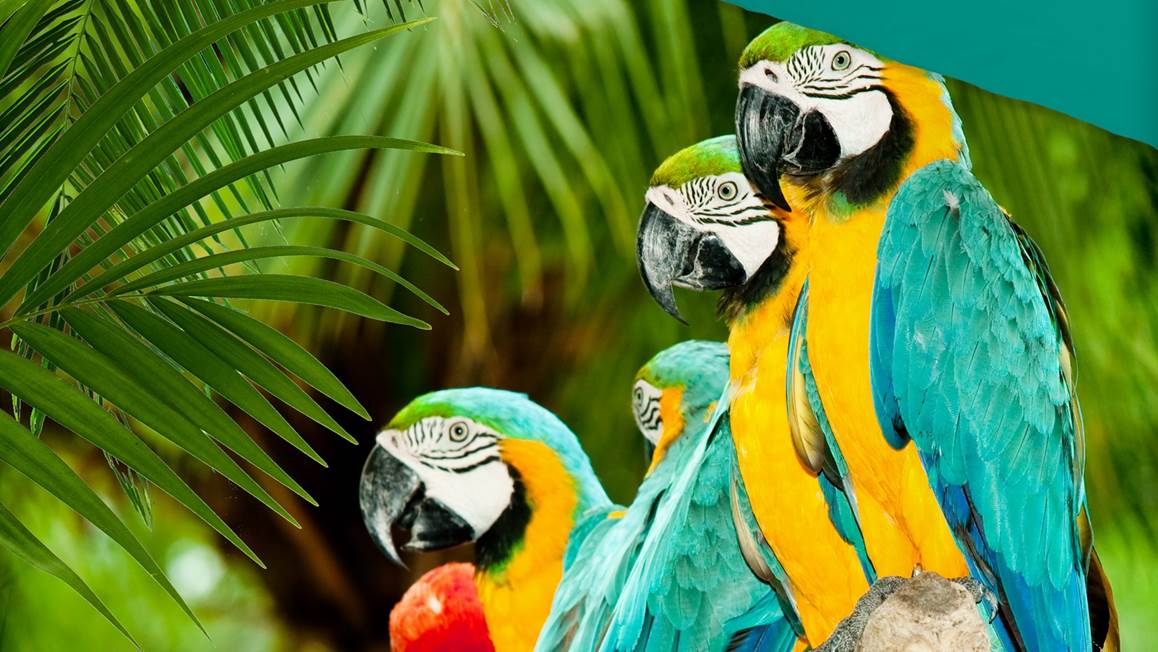 Pure Parrots dekbedovertrek
