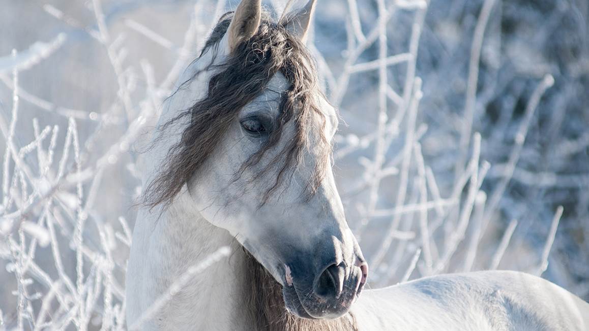 Good Morning White Horse flanel dekbedovertrek