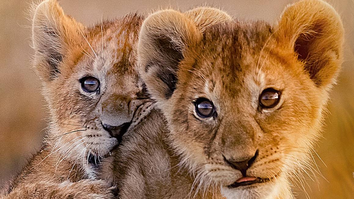 Good Morning Baby Lion dekbedovertrek