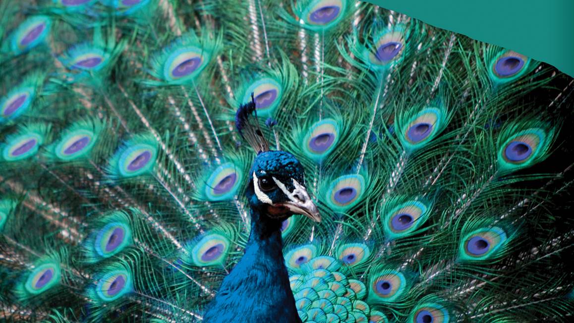 Pure Peacock dekbedovertrek