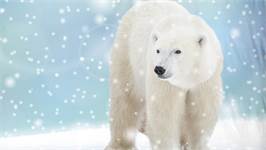 Good Morning Icebear flanel dekbedovertrek