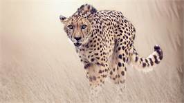 Good Morning Cheetah dekbedovertrek