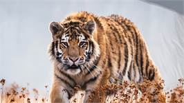 Good Morning Tiger dekbedovertrek