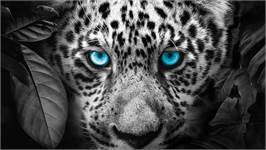 Pure Blue Eyes dekbedovertrek