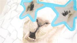 Little Monster No Drama Llama dekbedovertrek