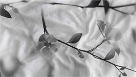 Heckettlane Berta dekbedovertrek