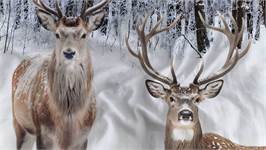 Heckettlane Pelle dekbedovertrek