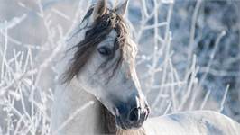 Good Morning White Horse flanel dekbedovertrek